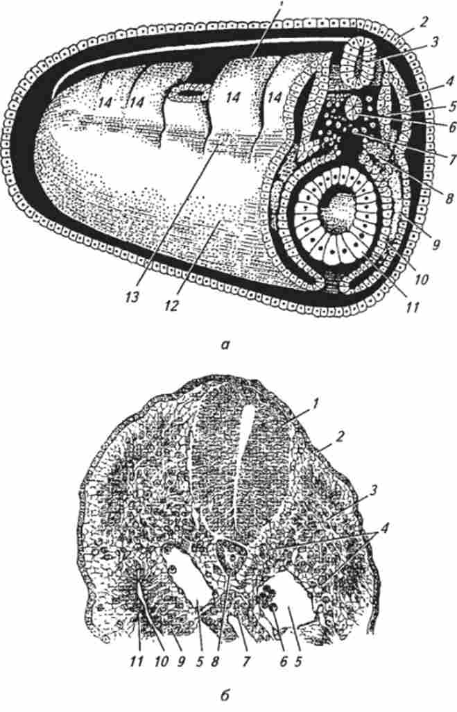 ������������� ��������� (�� �. �. ������ � ������.)