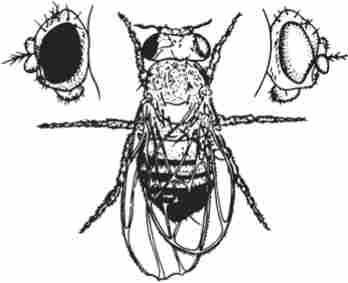 ����������� ��������������� � Drosophila melanogaster, �������������� �� ����� ����������� ����, �� ����������� � �-��������