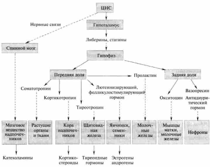 ������� ���������-���������� �������