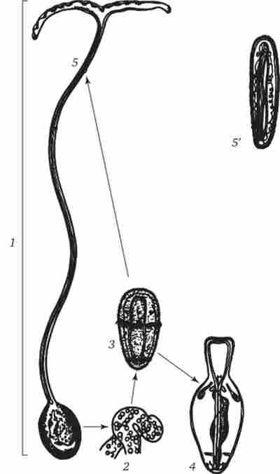 ���� ���� ���������� � �������� ����� ���� � ��������� ������� Bonellia viridis
