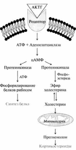 �������� 䳿 ����