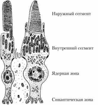 ������ �������������