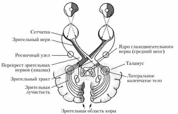 ������� ����� ������ �������� �������