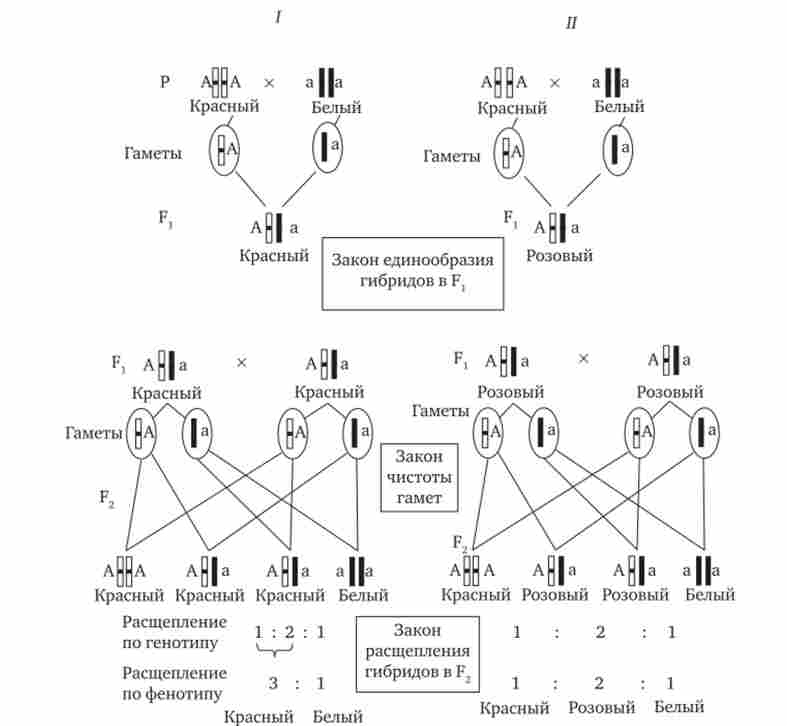 ���������� ������������ ������