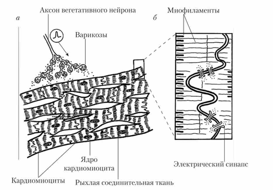 ������������ (�) � ���������� (�) ������� �� �������