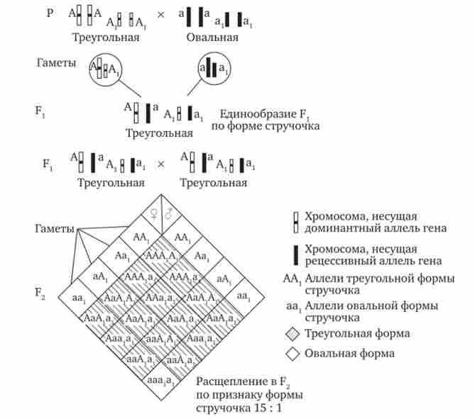 �������� ������������ ����� ��������� � �������