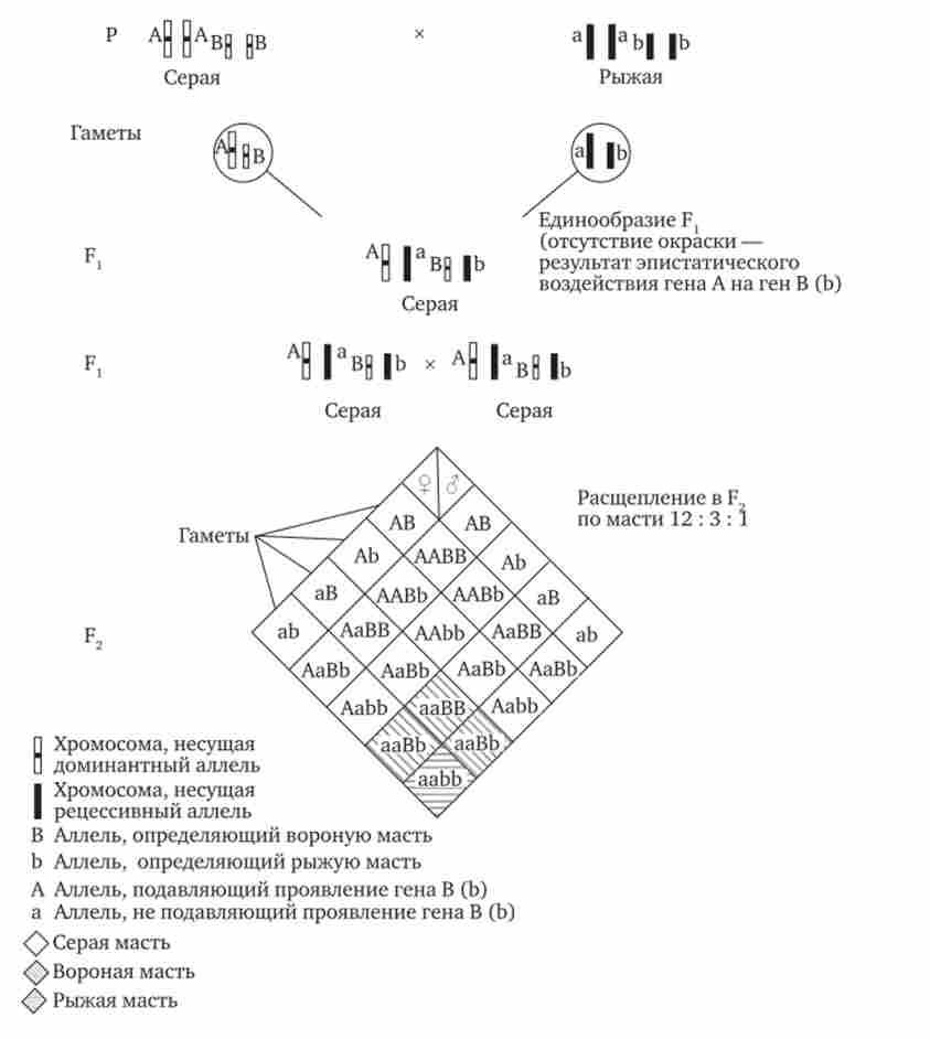 ����������� ������� �����