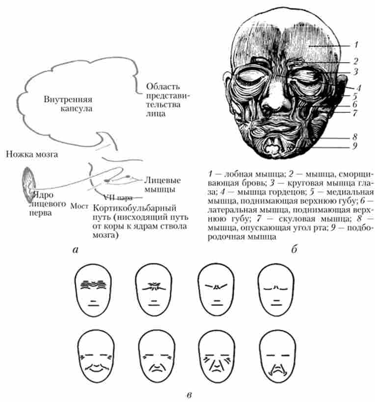 ���� ������