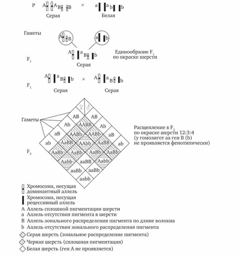 ����������� ������� �����. ���������� ������ (������������ ���������� ����� � �����) �� �������� ��� ����� ��� ���� �����, ��������� � ���- ���, � �� �������� ��� ����������