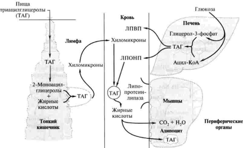 ���������� ������������ ���� ��