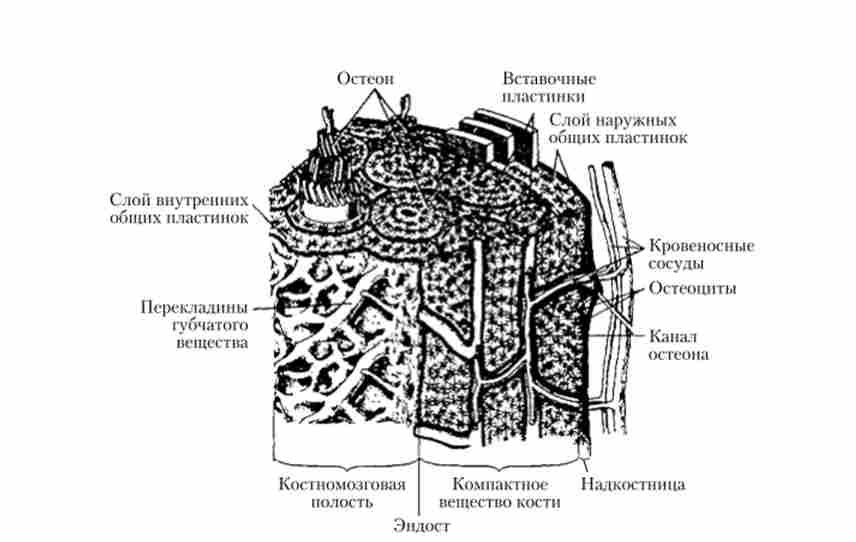 ������ ������� �������