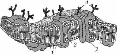 ����� ����� ����������� ��������