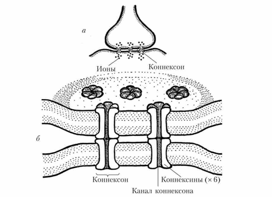 ����������� ������