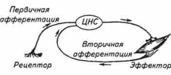 ����� ������������� �����