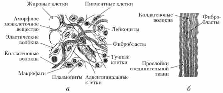 ������ ����� (�) � ������ (���������) (�) �������� �������