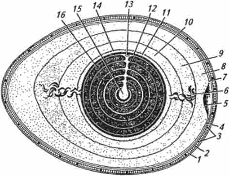 ����� ������ ���� ����� (�� �. �. Ҳ������)