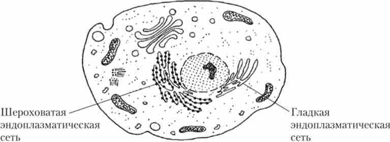 ��������������� ������