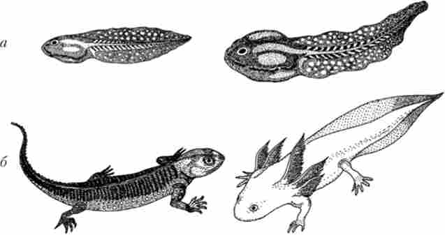 ���������� ���������