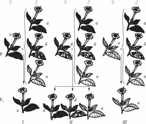 ����������� ����������� � ����� �������