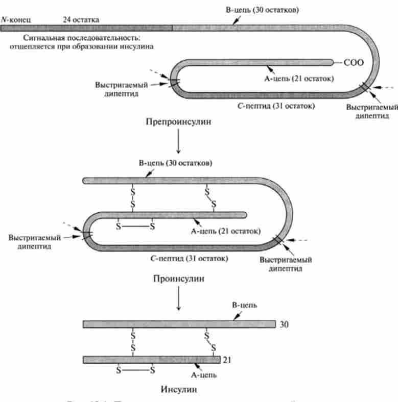 ��������� ������� � ���������� ����� ������ ���� ������� 5,7 kDa. ����� ������������ ������������ ������������ ������� ������