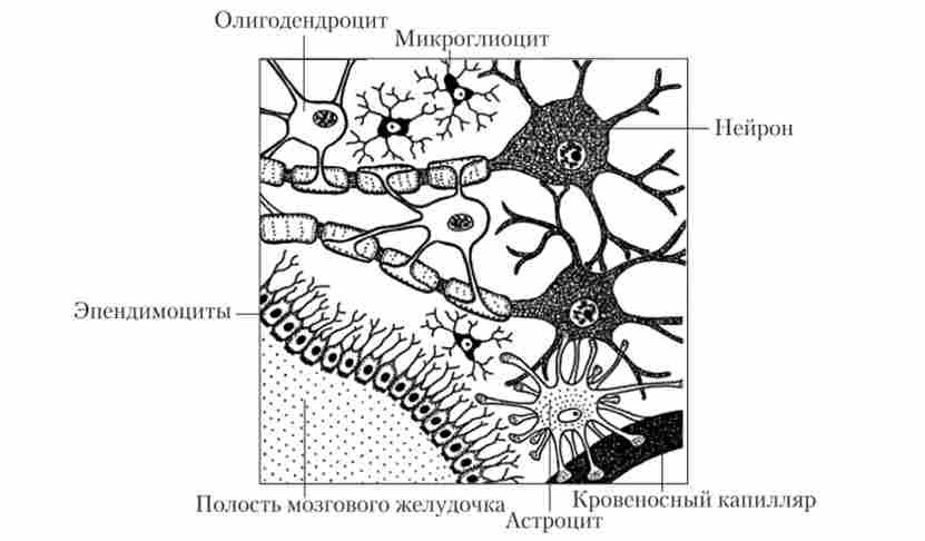 ������� �������