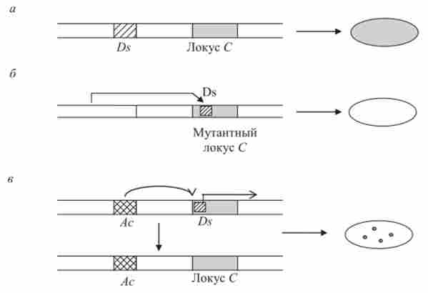 ����� �����䳿 ���������� (��) � ����������� ^), ������������ ����� � � ���������