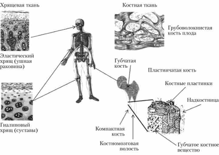 �������� �������