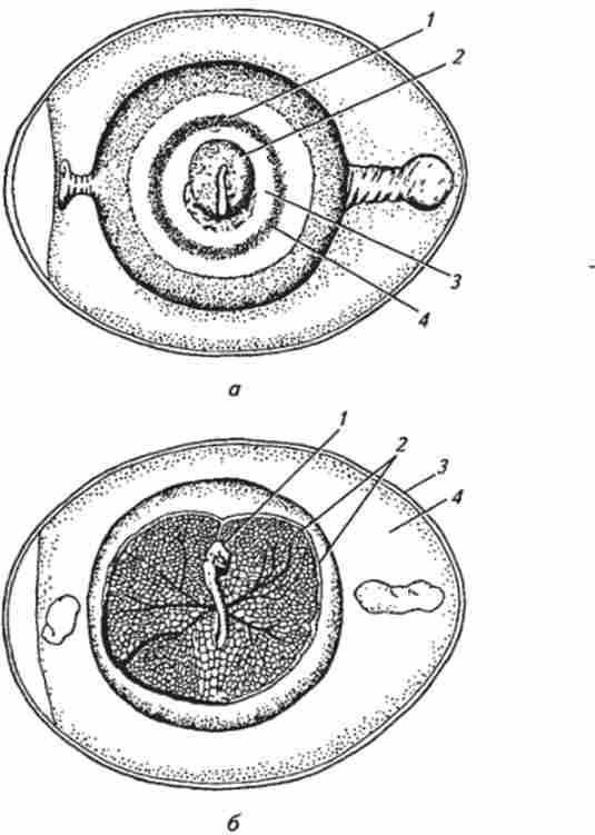 ����� ���䳿 �������� ������ (�� �. �. Ҳ������)