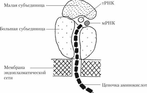 ������ �������� � ������ ����