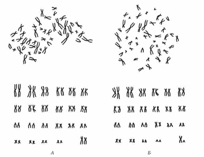 ��������� �������� ������. � - ����; � - �������. ���� ������������ ���������� ���������, ����� - ����������