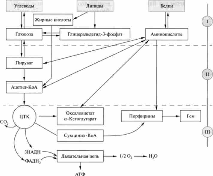 �������'���� ����� ����, ���������, ����