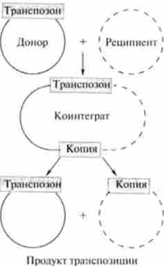 ����������� �������- ���� � ������� ������ � ������� ����ﳺ���