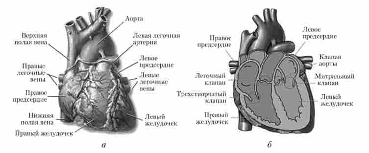 ������ ����� ������