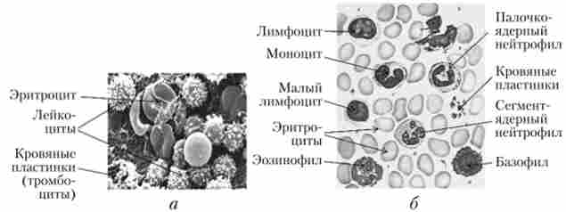 ������ ����