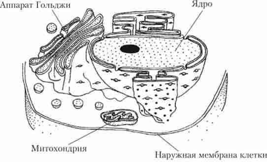 ����� ������ ������� ������