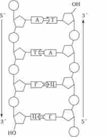 ����� ������ �������� ���