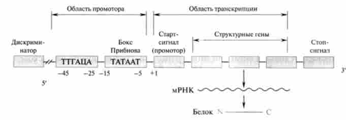 ��������� �������������� ������ ��� ��������