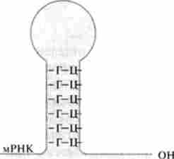 ������� ��� � ���� ���������