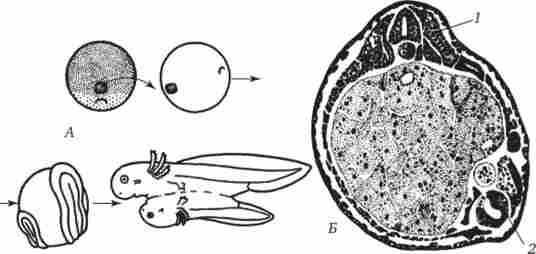 ��������� ������� ���� ���������� �� �������-������ �� ������� ������� ������� ����ﳺ���. � - ����� ������; � - ���������� ��� �� ���䳿 �������� ���� ��������� ������� �������