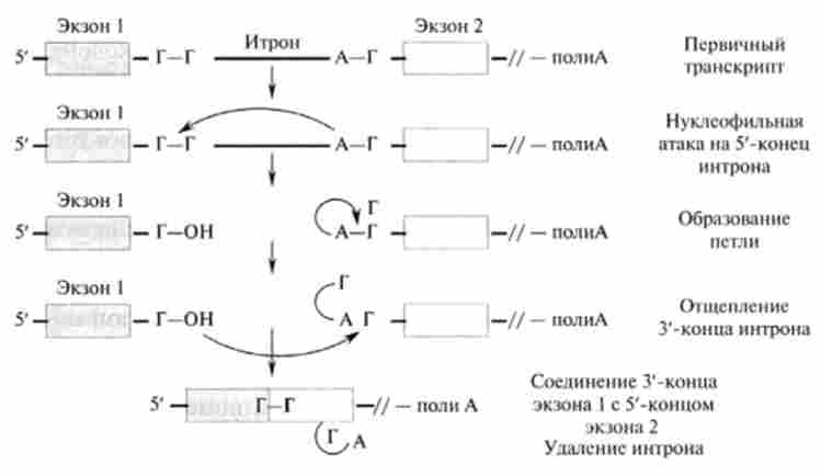 ��������� ���� (�� �. Murray)