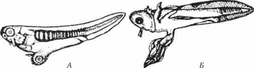 ���������� ��������� ��������� (�) � ����������� (�) ���������. ��������� ��. � �����