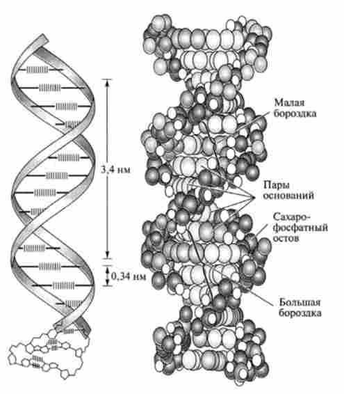 ������� ������ ���