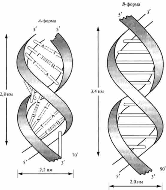 ����� �- � 5-���� ������� �����