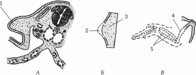 ����� ��������� ����������� ��������������� ������� �� �������� ����� �����. � - ����� ������������ ����� �����; � - ����� �����; � - �������������� ������� (�������) ���� ��������� ����������� �������