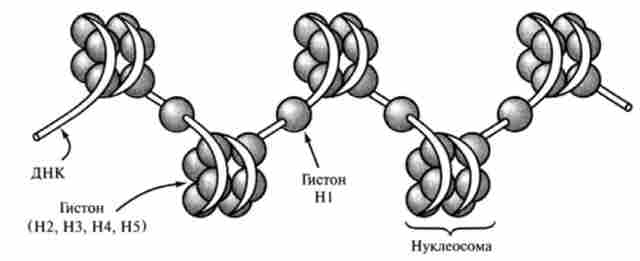 �������� ��������� ��� �������