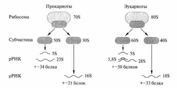 �������� ���- � �������