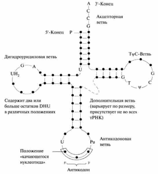 �������� ��������� ����