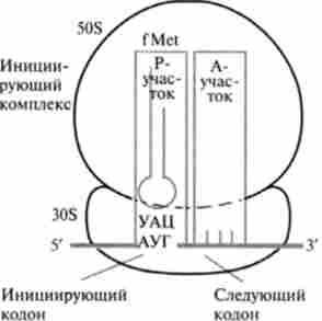 �������� ������ ���� � ���� �-������