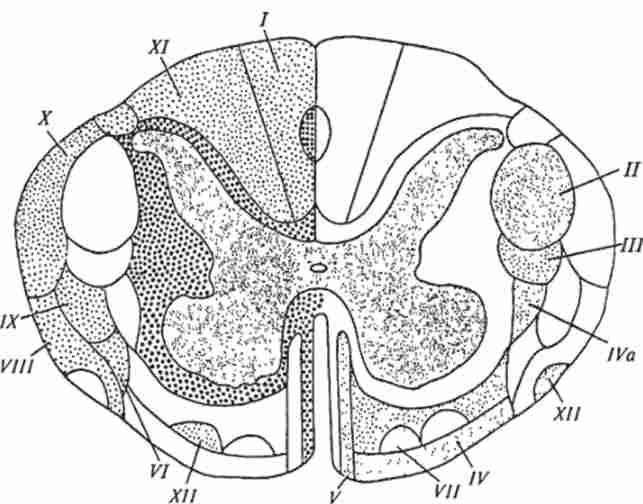 ������� ����� �������� �����. ³�������� ���� ������� ��������, �������� - ������ �����; �������� - ����������� �����; �������� �����