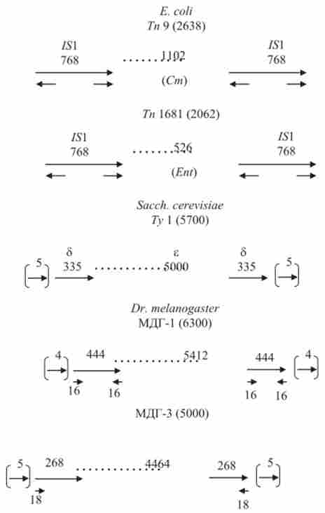 ������ ������ ����������� �. coli